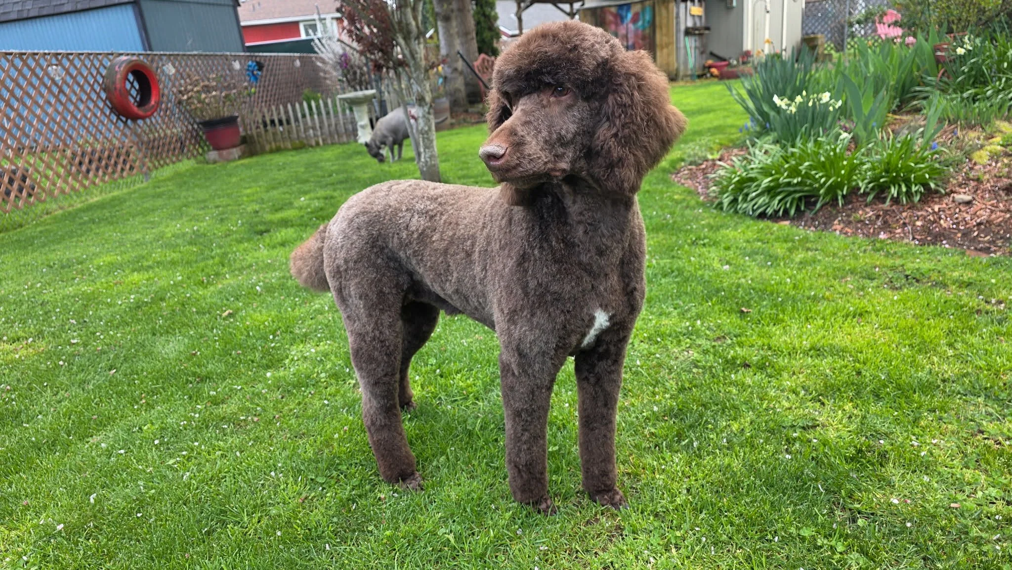 Brown Standard Poodle in Oregon