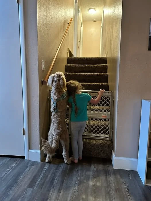 A girl with long brown hair and a large, curly-haired goldendoodle dog are standing in front of a stairgate at the bottom of a staircase, both looking up the stairs in a hallway.