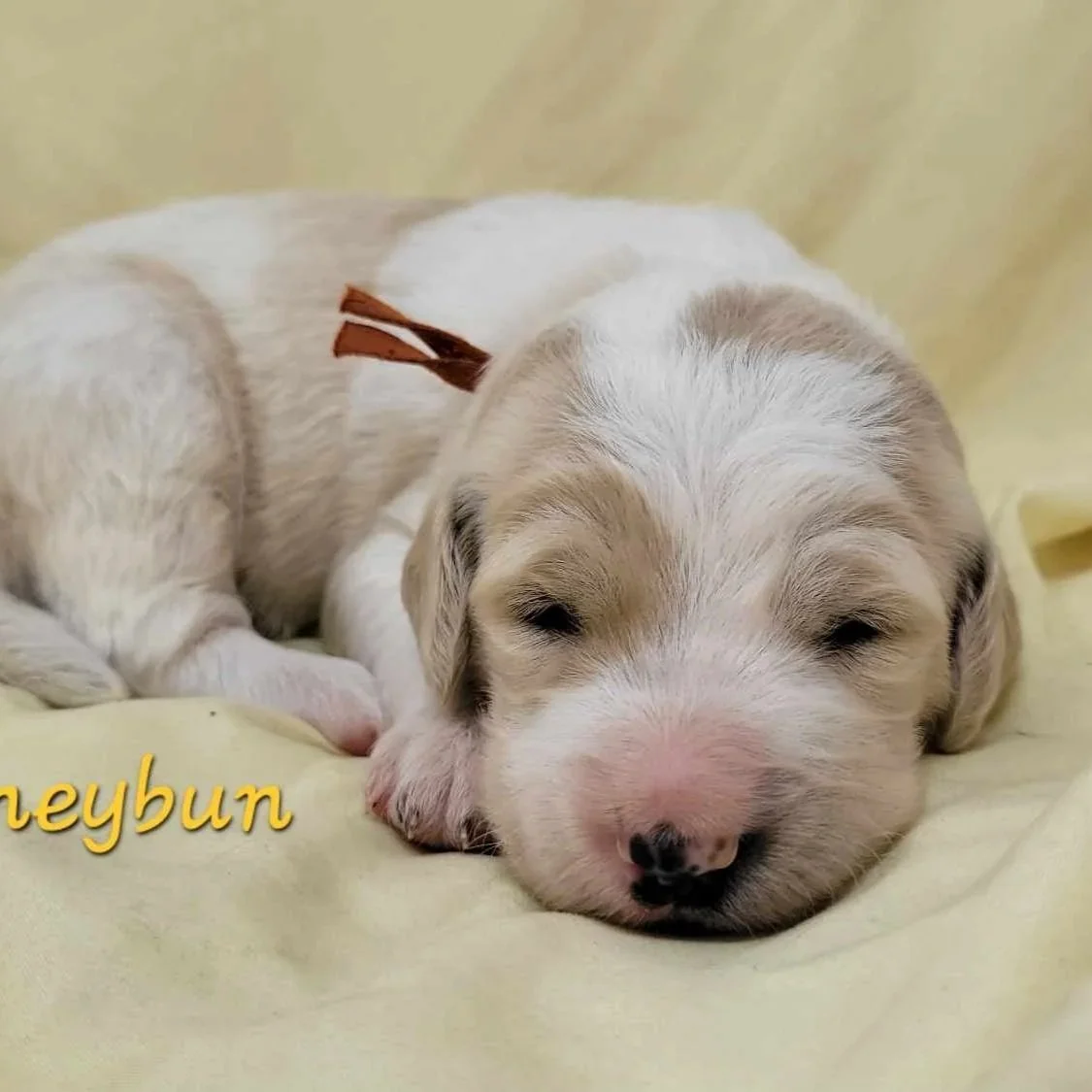 A sleeping parti goldendoodle  with light fur and a pink nose, lying on a yellow fabric surface.