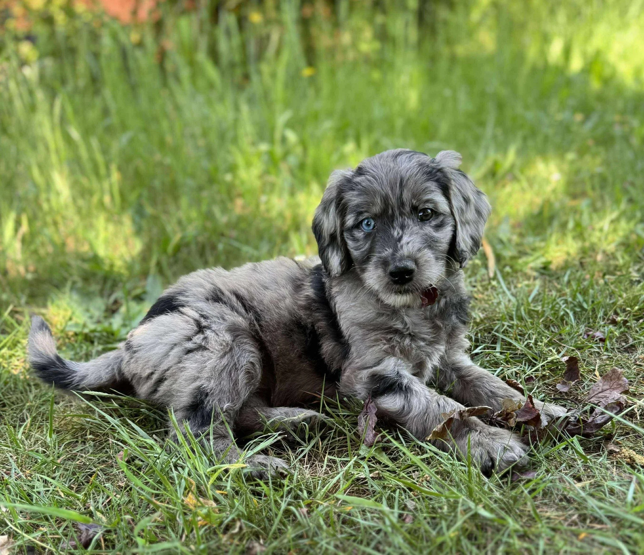 Nitro