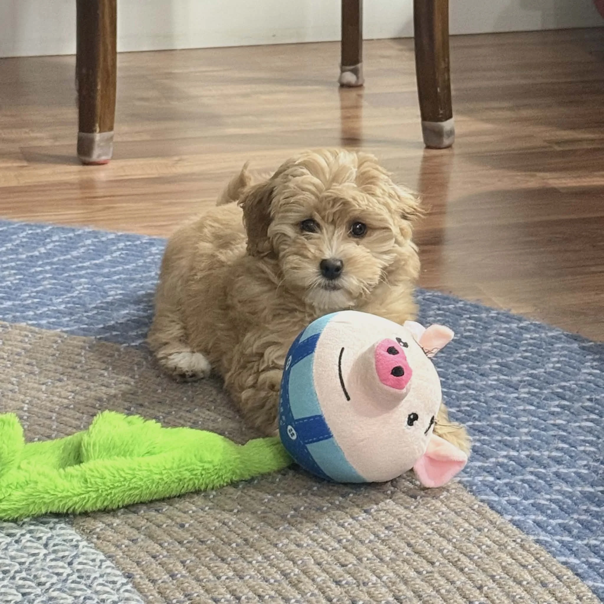 Apricot Mini Goldendoodle puppy playing with a plush toy indoors