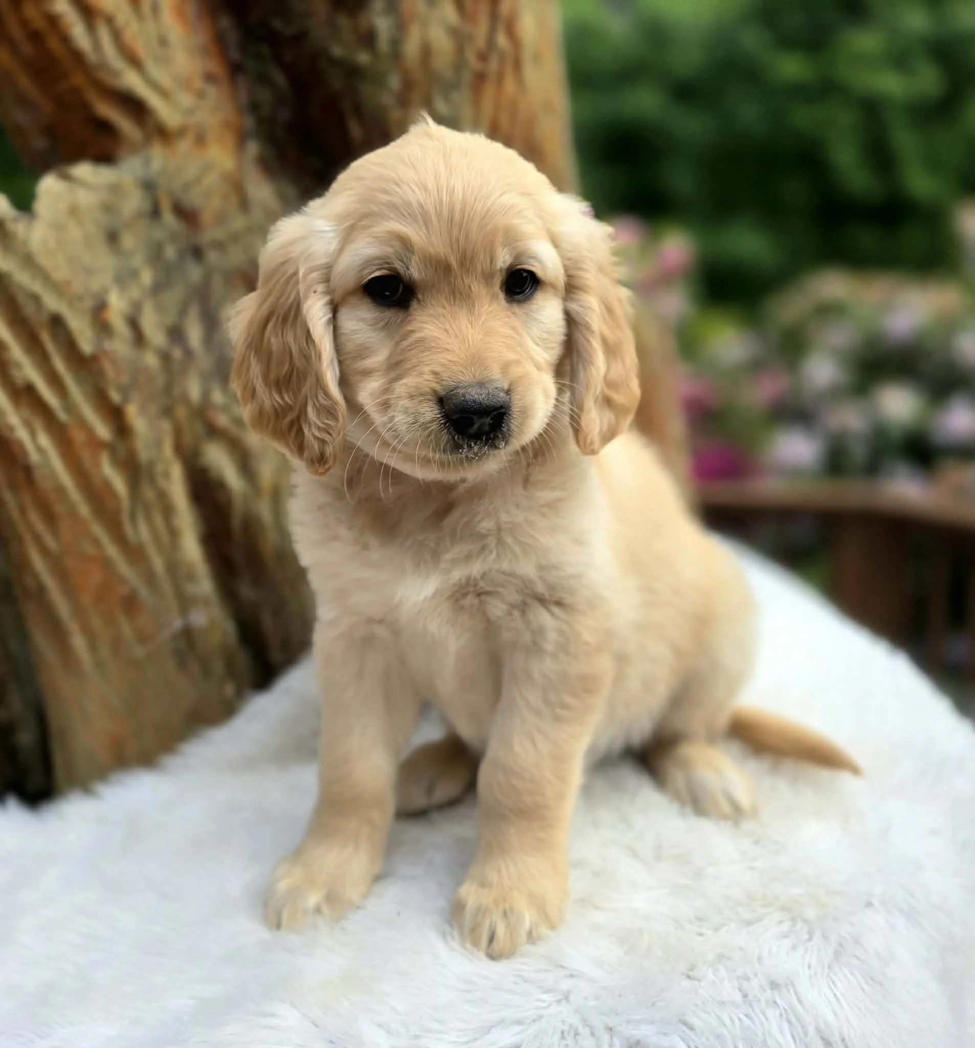 Oregon bred ultra goldendoodle