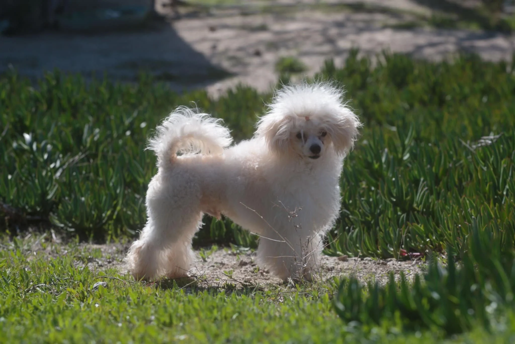 UKC Champion Toy Poodle stud Pop standing proudly with cream parti coat at Oregon's Legendary Poodles