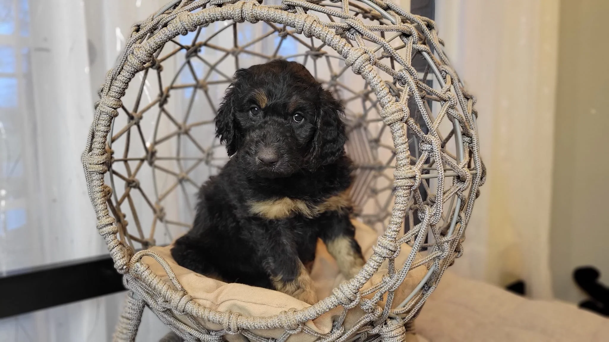 Black Phantom Goldendoodle Puppy