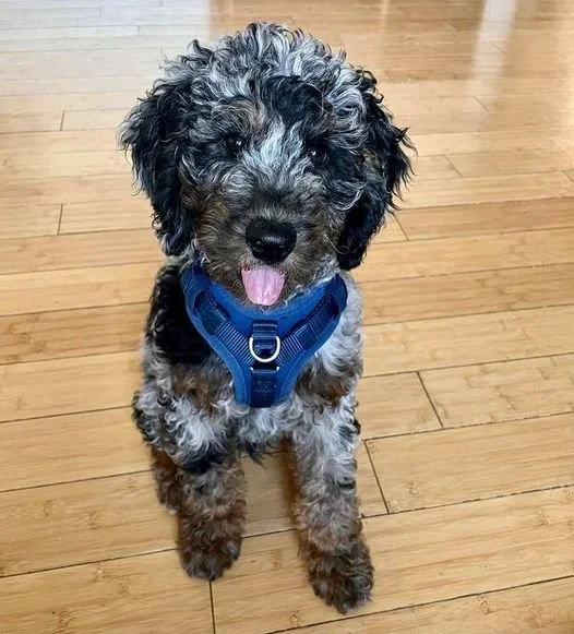 Intense point Merle Phantom Goldendoodle