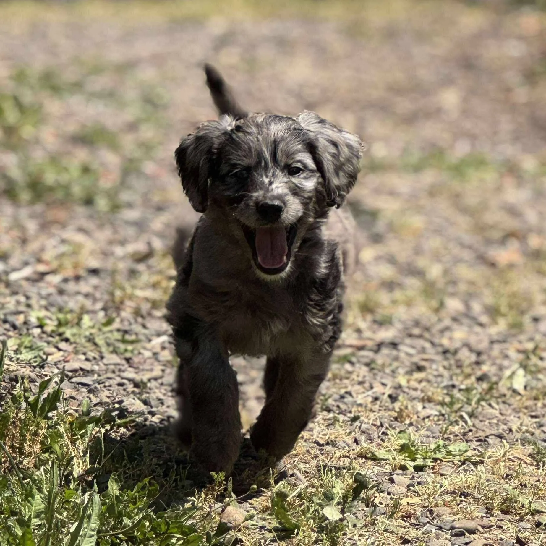 mini goldendoodle.jpg