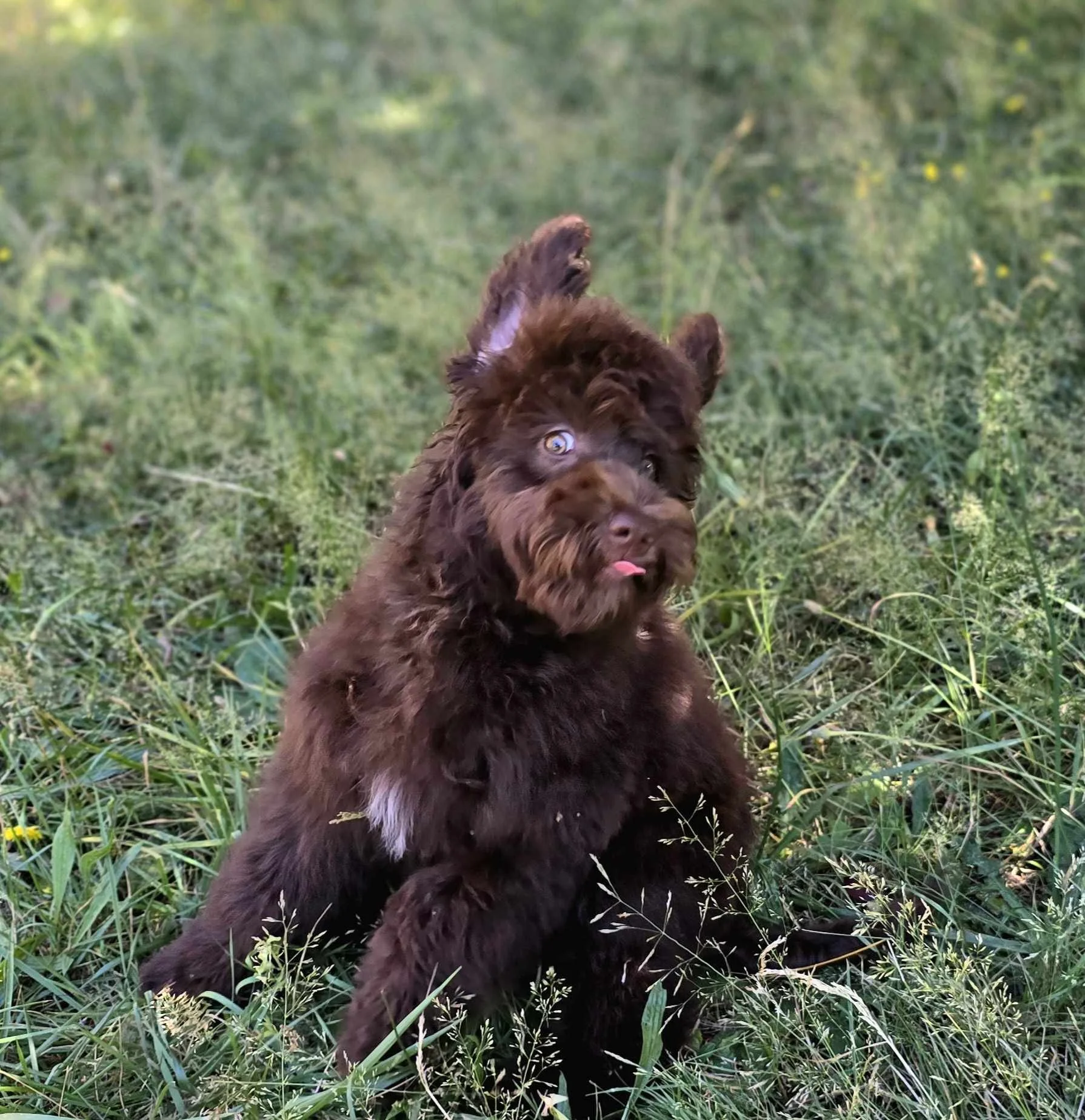 brown playing.jpg