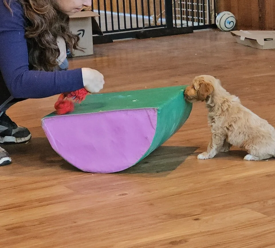 Goldendoodle puppy engaging in structured play to assess bonding, energy level, and prey drive
