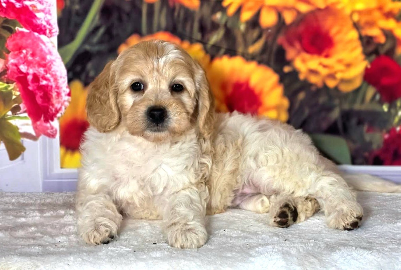 Female Petite Goldendoodle puppy Ladybug from the Honey and Pippin litter
