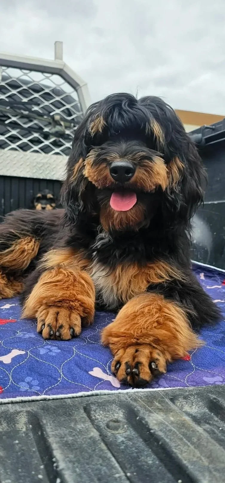 phantom goldendoodle from Oregon stud pippin