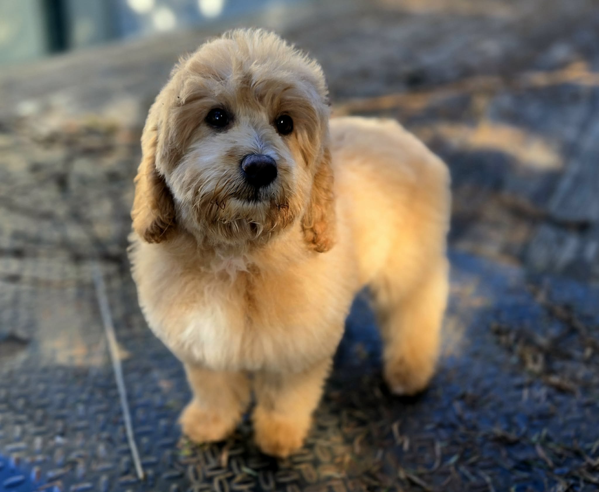 643792834_934557862857035_8920684392063552703_n - Copy.jpg