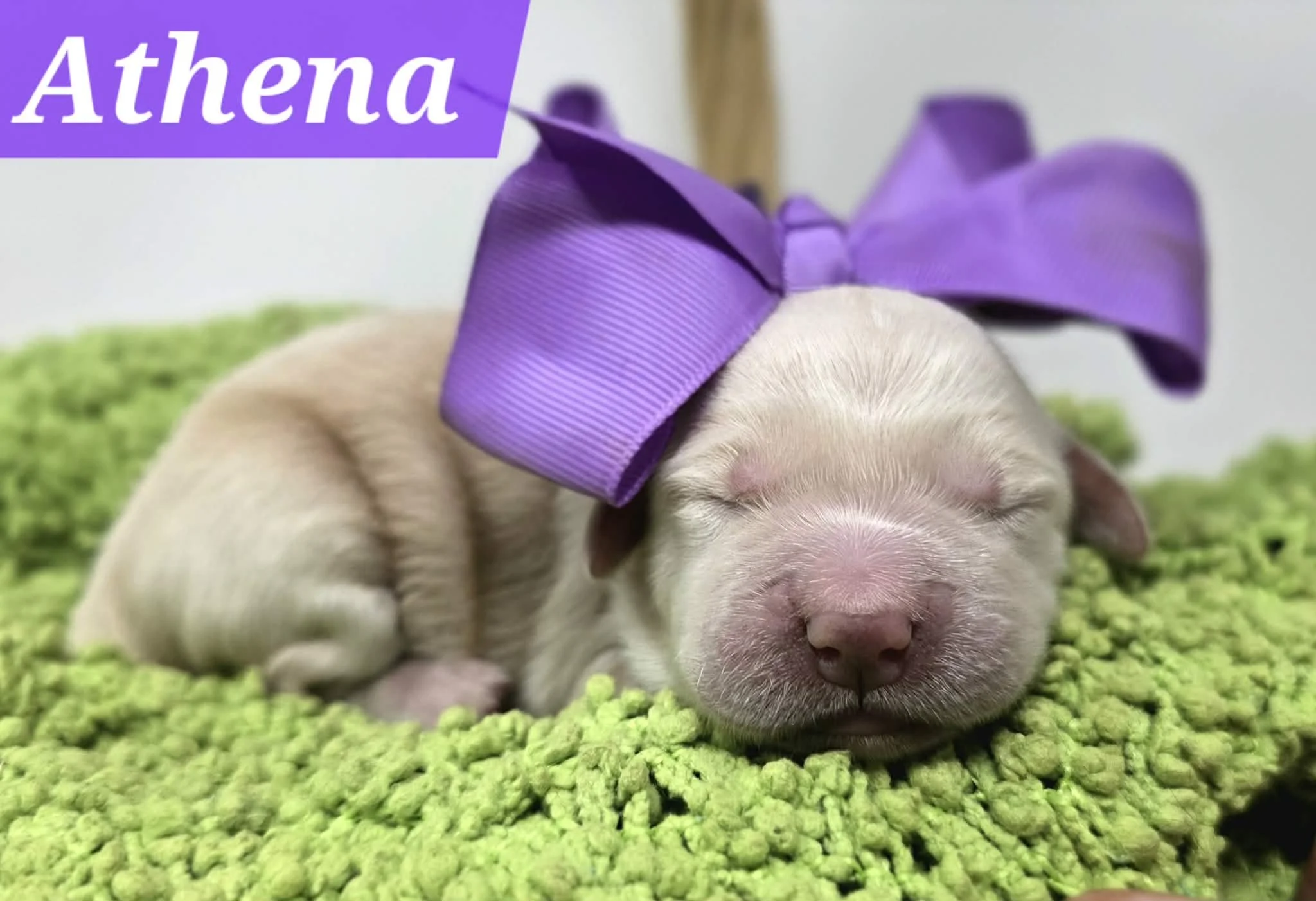 Available Golden Retriever Puppy Oreon