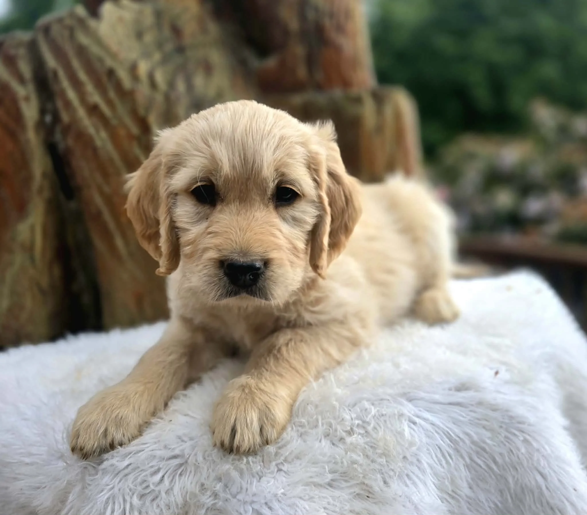 Crackers| Standard Goldendoodle Puppy (Dixie × Boone)