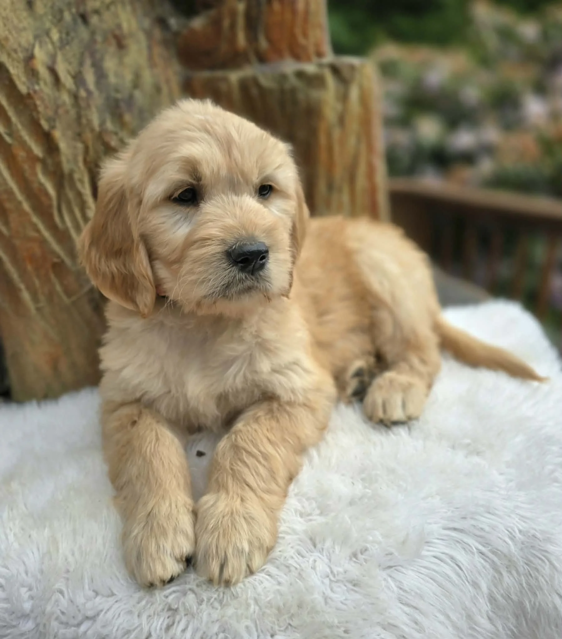 available ultra goldendoodle puppy