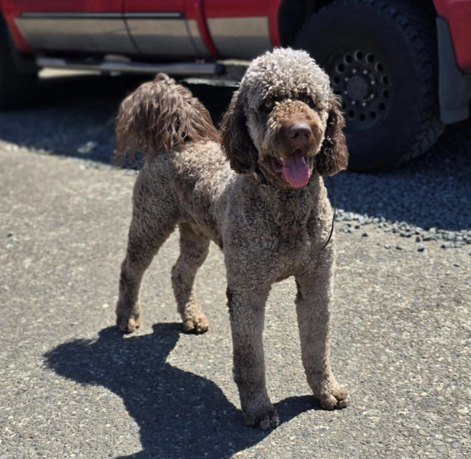 Café au Lait Standard Goldendoodle