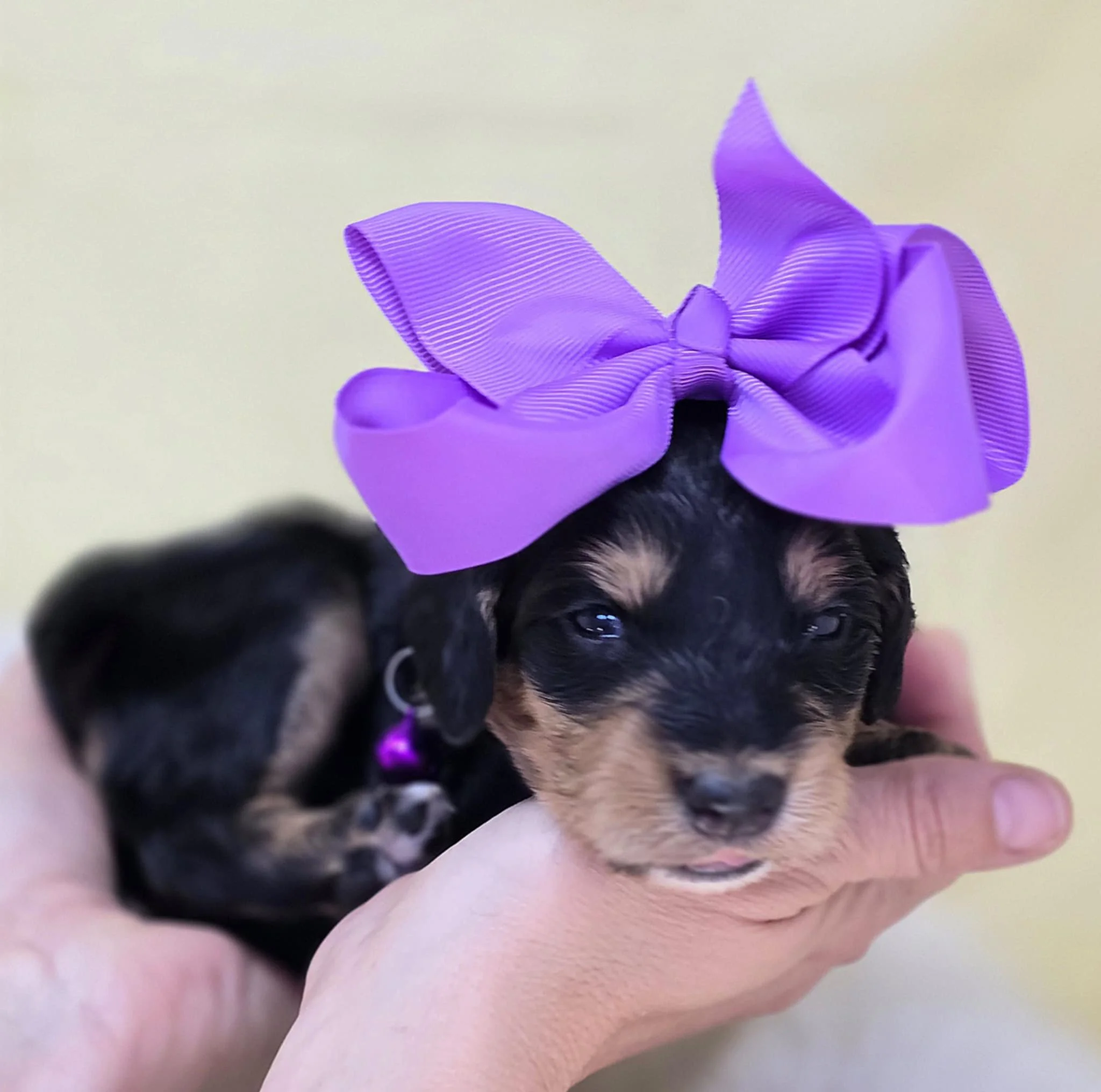 Phantom Goldendoodle Puppy