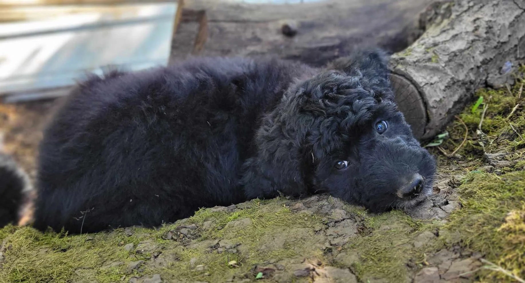 Black goldendoodle lying on moss-covered ground near a fallen log, outdoors