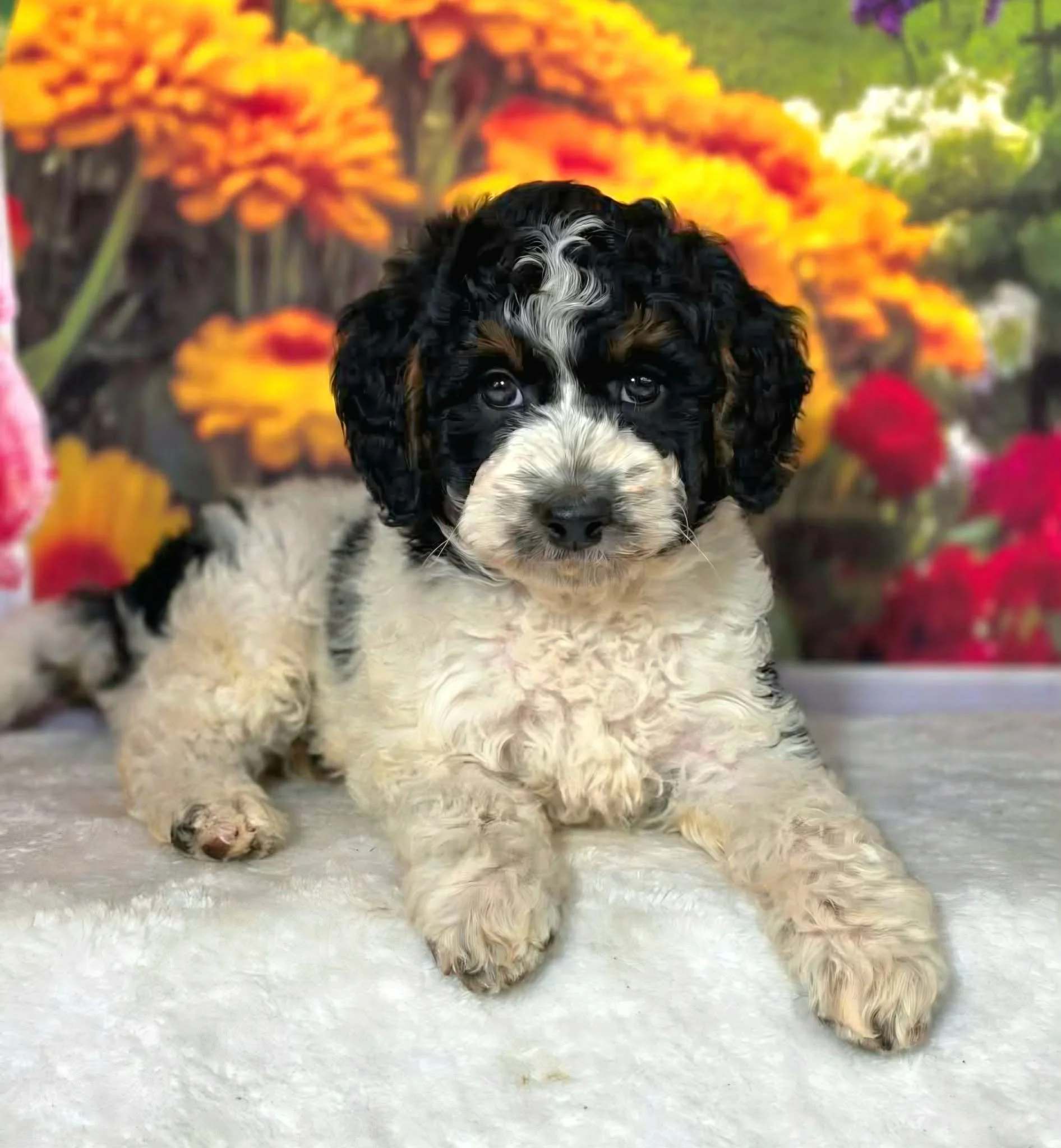 Tri Color Phantom Parti Petite Goldendoodle Puppy