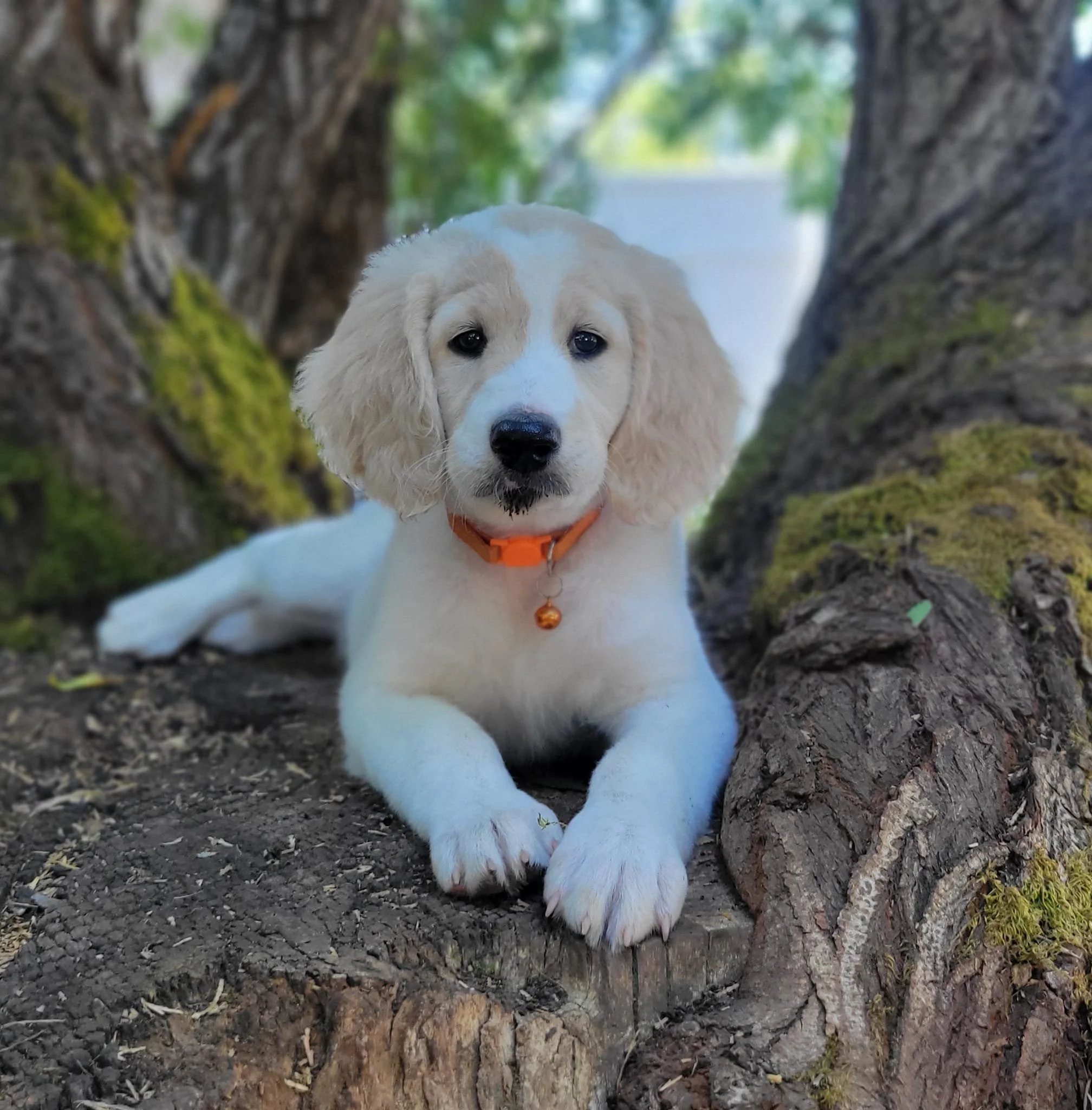 grown unfurnished Goldendoodle with flat coat and Golden-like appearance