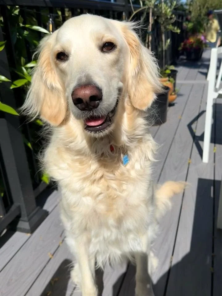 Daisy F1 Flat Coat Goldendoodle.jpg