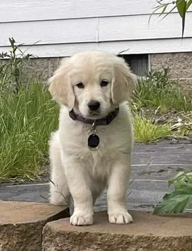 Cream Golden Retriever Puppy in Oregon