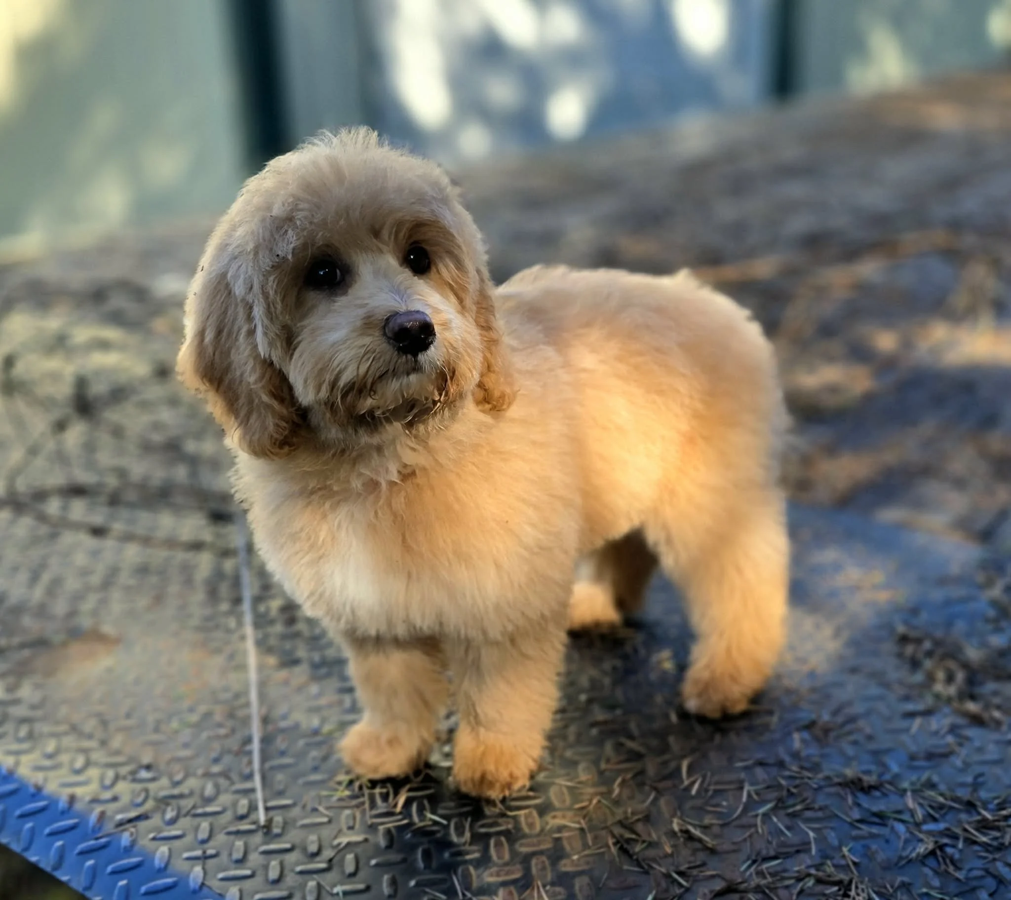 643880815_1572181460501161_464850261574362049_n - Copy.jpg