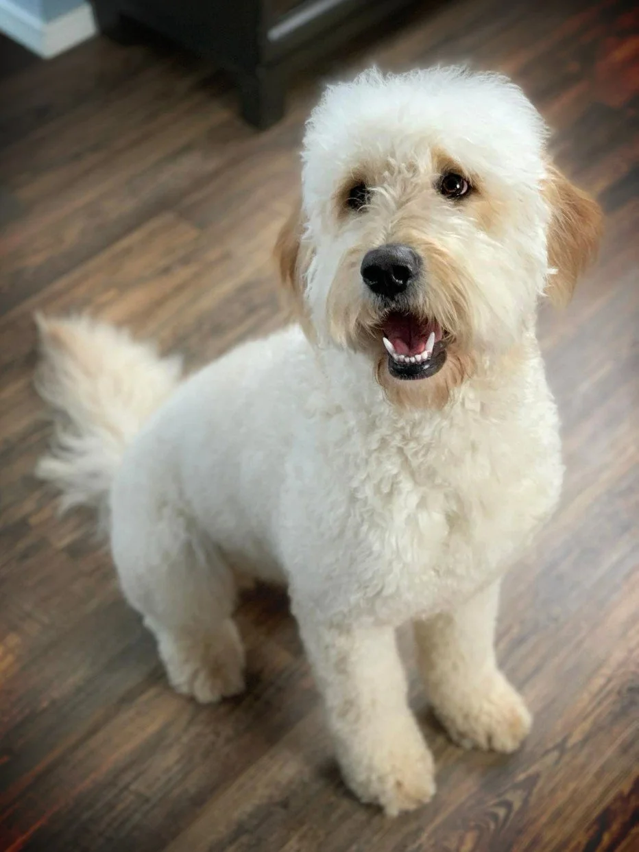 standard goldendoodle dam Dixie Oregon