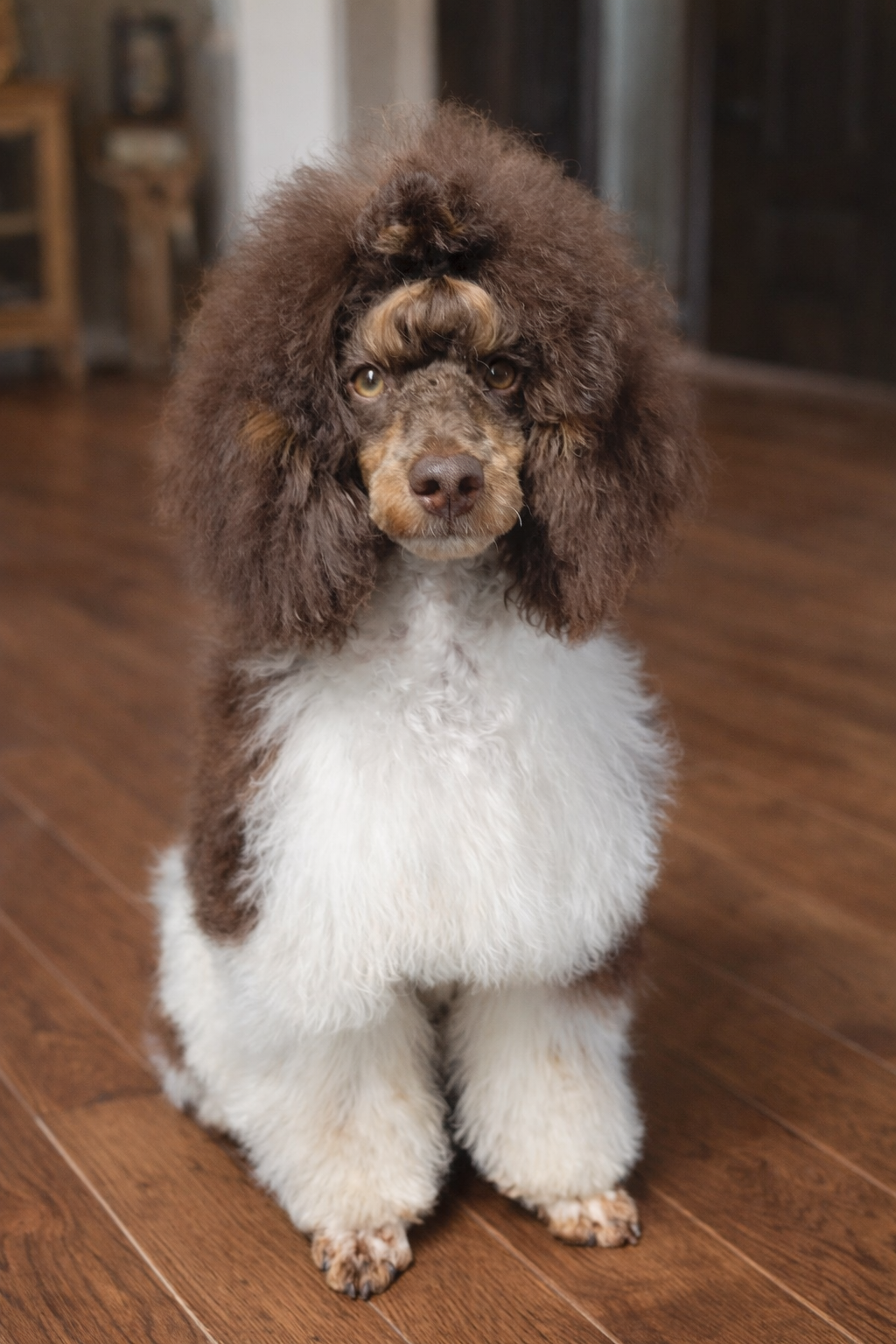 Pippin our Brown Tri - Phantom Parti Mini Poodle Stud