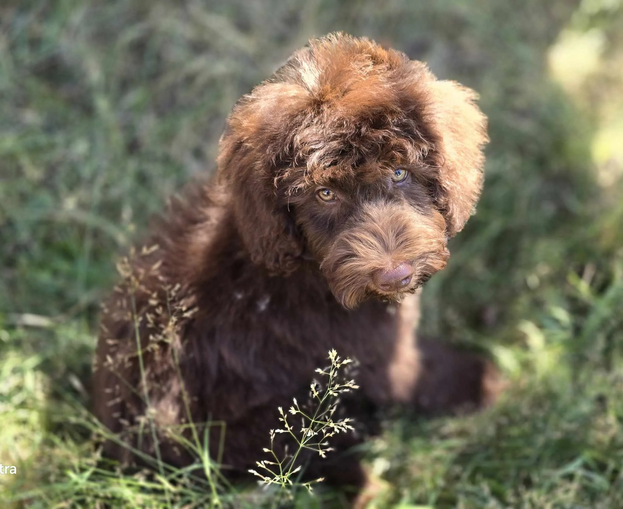 Brown Goldendoodle in Oregon