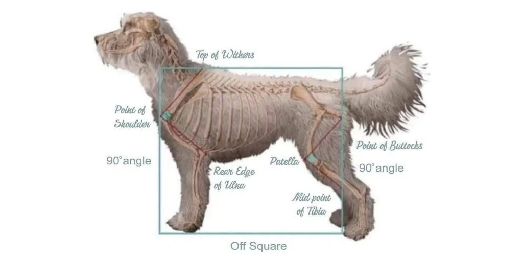 Diagram of a goldendoodle with labeled skeletal points including top of withers, point of shoulder, point of buttocks, rear edge of ulna, patella, mid point of tibia, and off square, indicating angles and alignment.