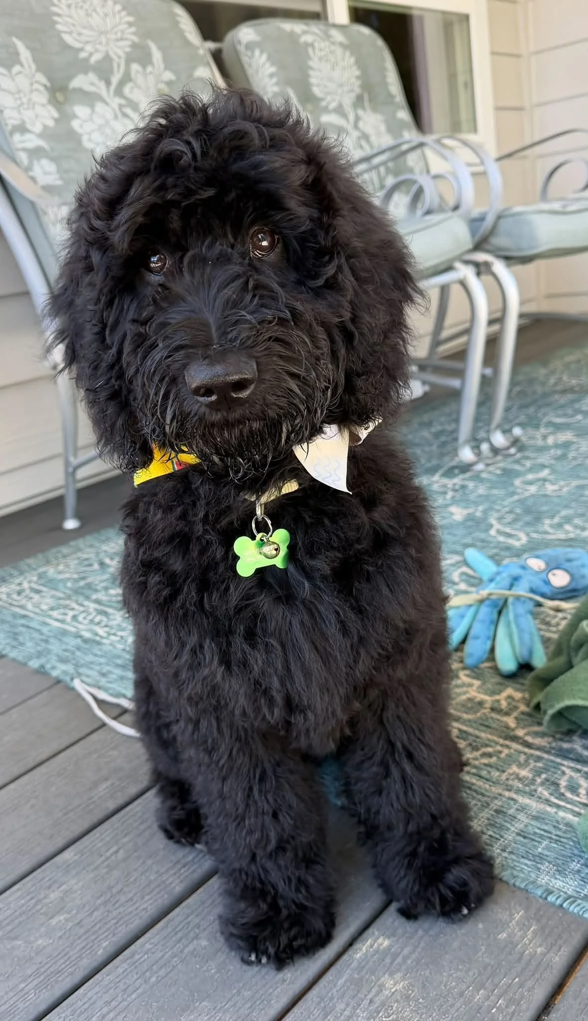 Rufus