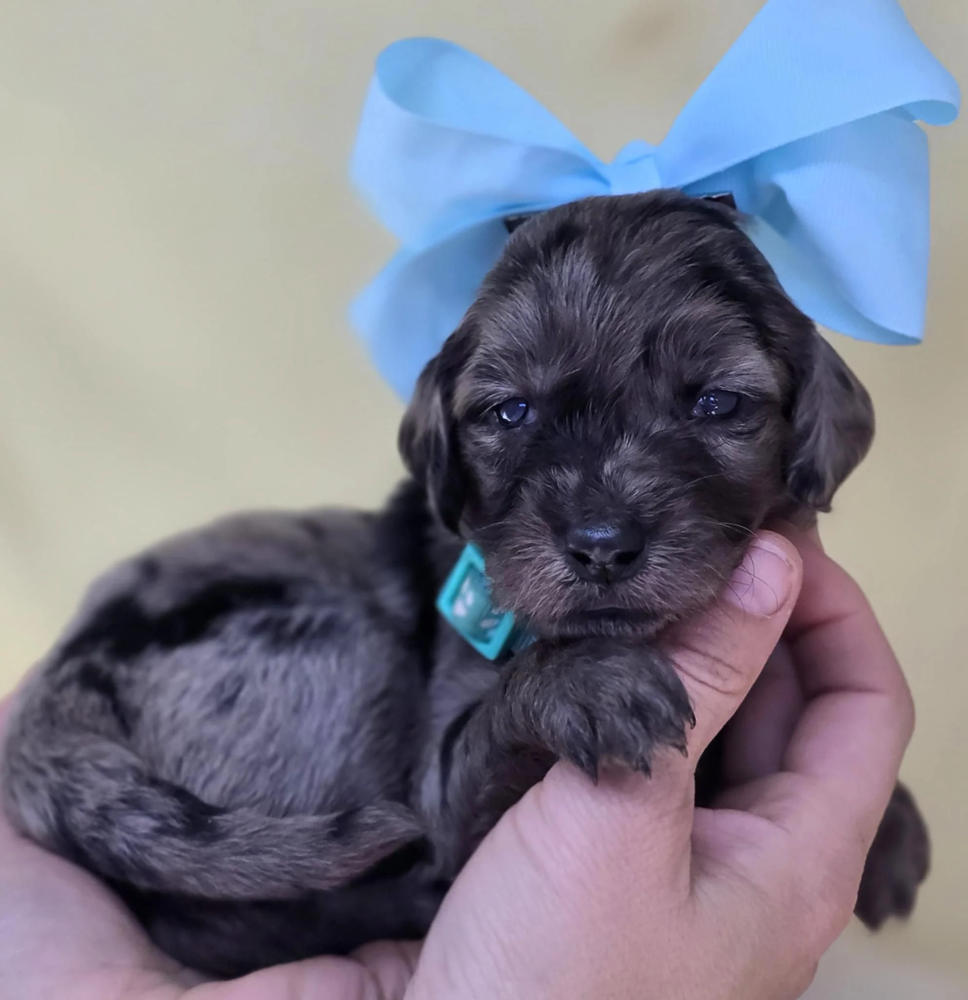 A small, merle goldendoodle puppy with a blue bow on its head being gently held by a person's hand.