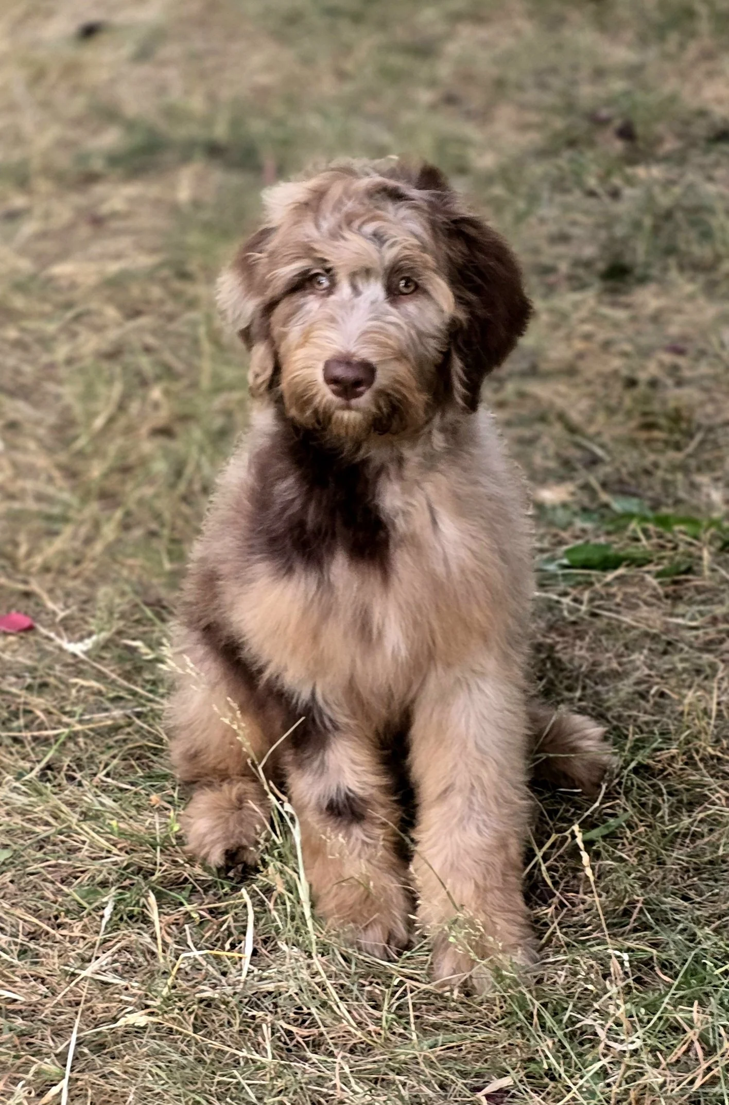 Wavy Coat Chocolate Merle Phantom Goldendoodle bred by Oregon's Legendary Goldendoodles