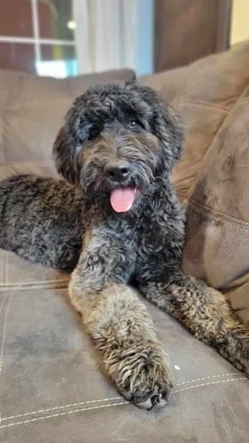 Goldendoodle Dam in Oregon Breeding