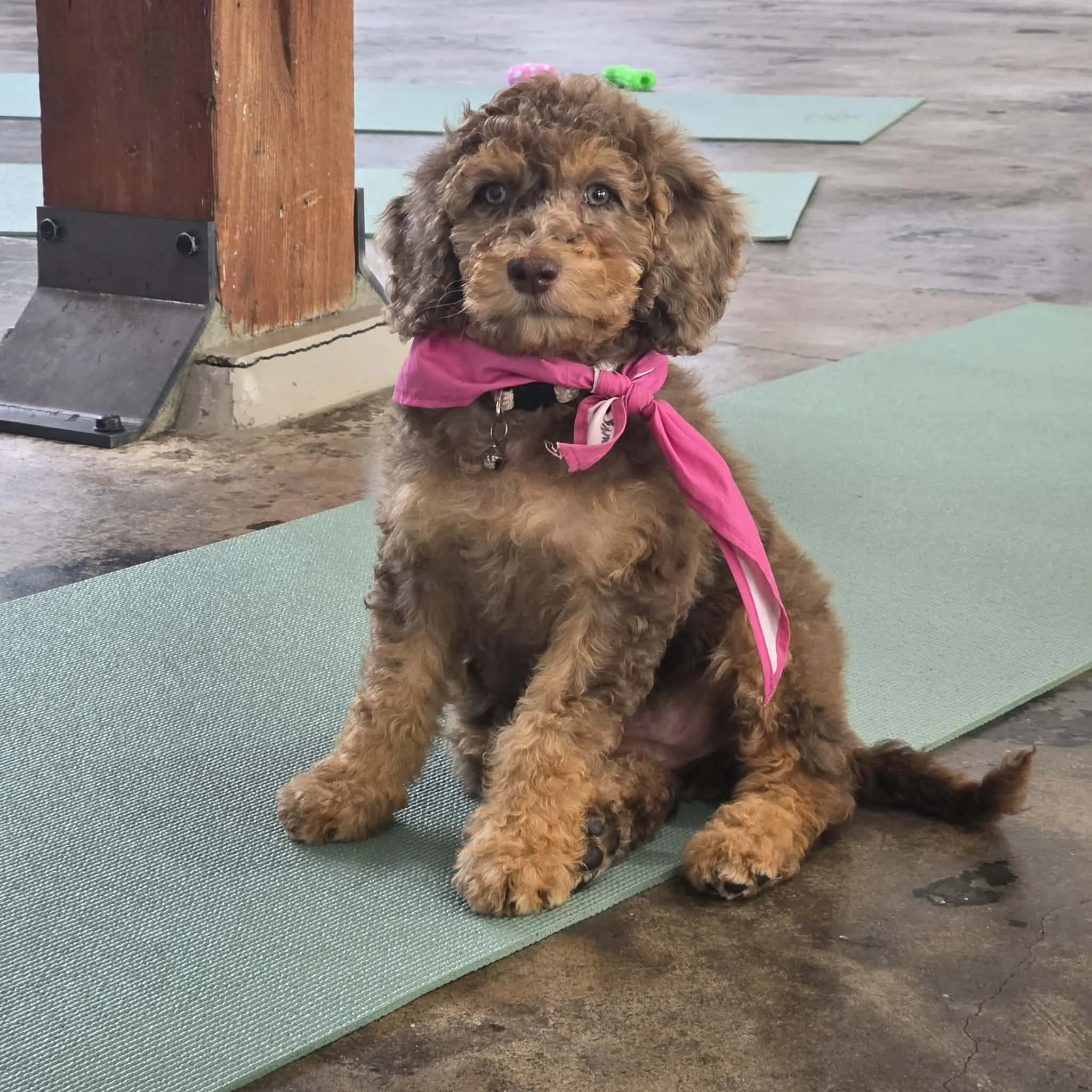 Curly Chocolate Phantom Merle Goldendoodle Bred by Oregon's Legendary Goldendoodles
