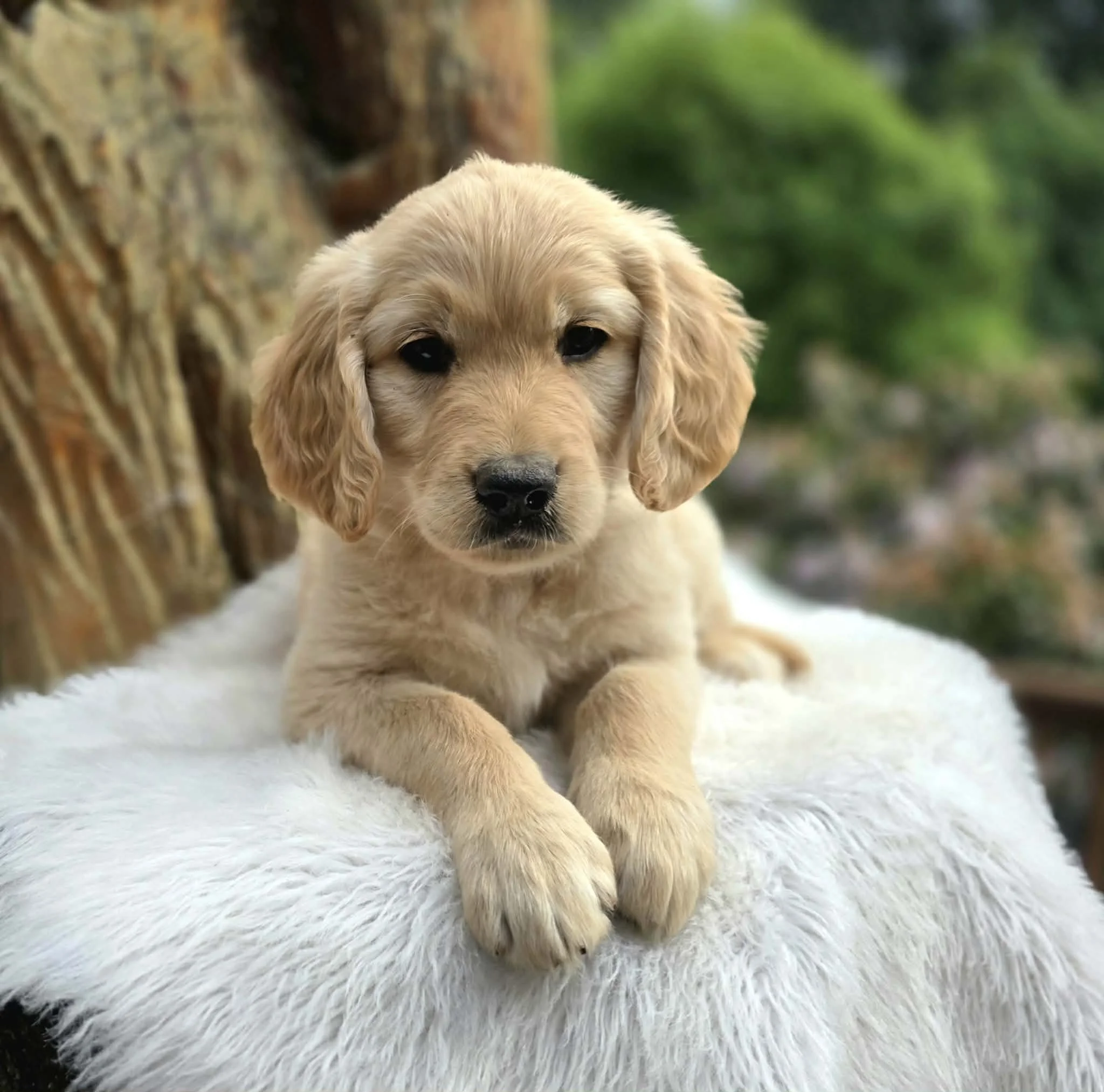 flat coat ultra goldendoodle