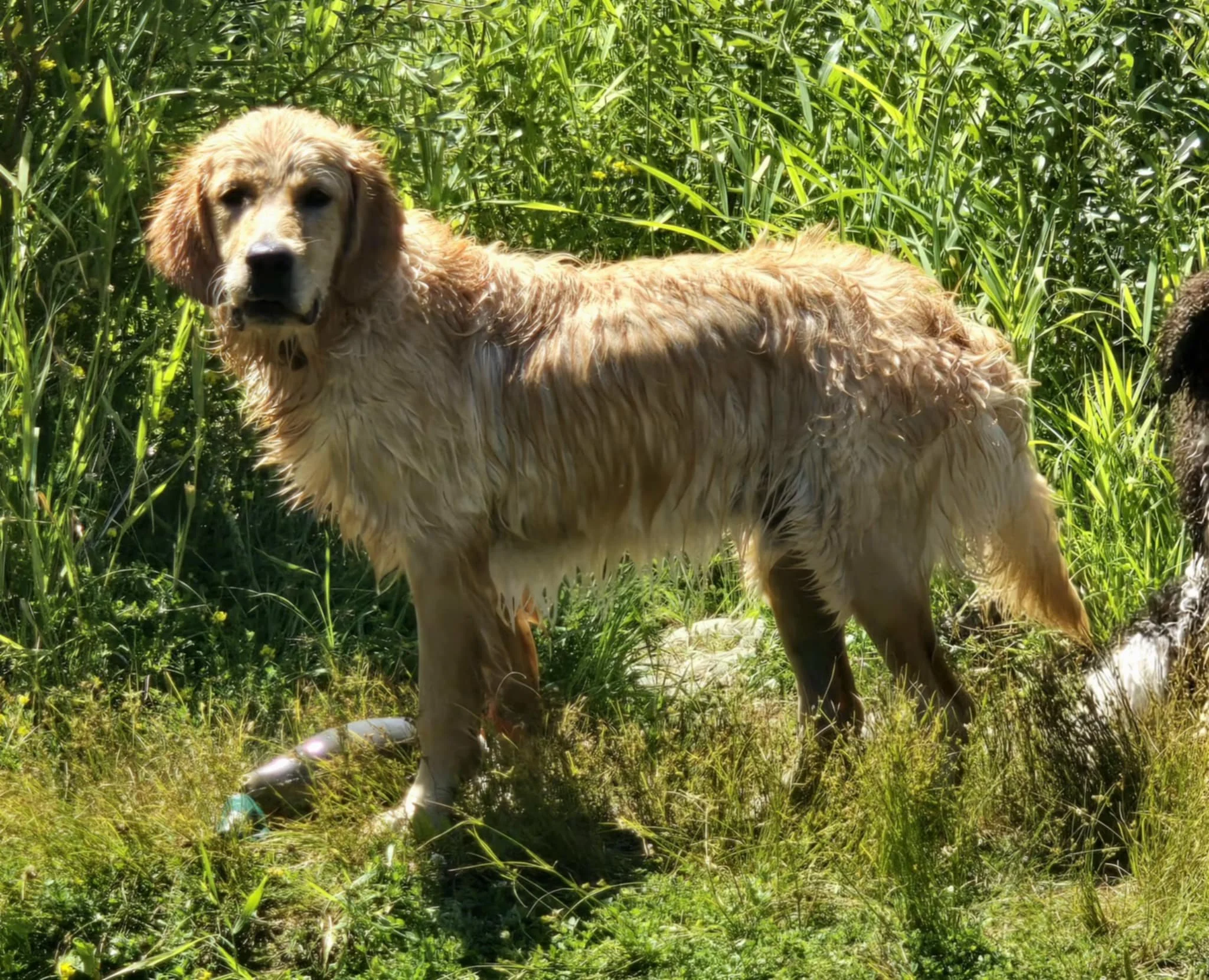 Boone Golden Retriever playing in water, showcasing retrieving instincts and active temperament