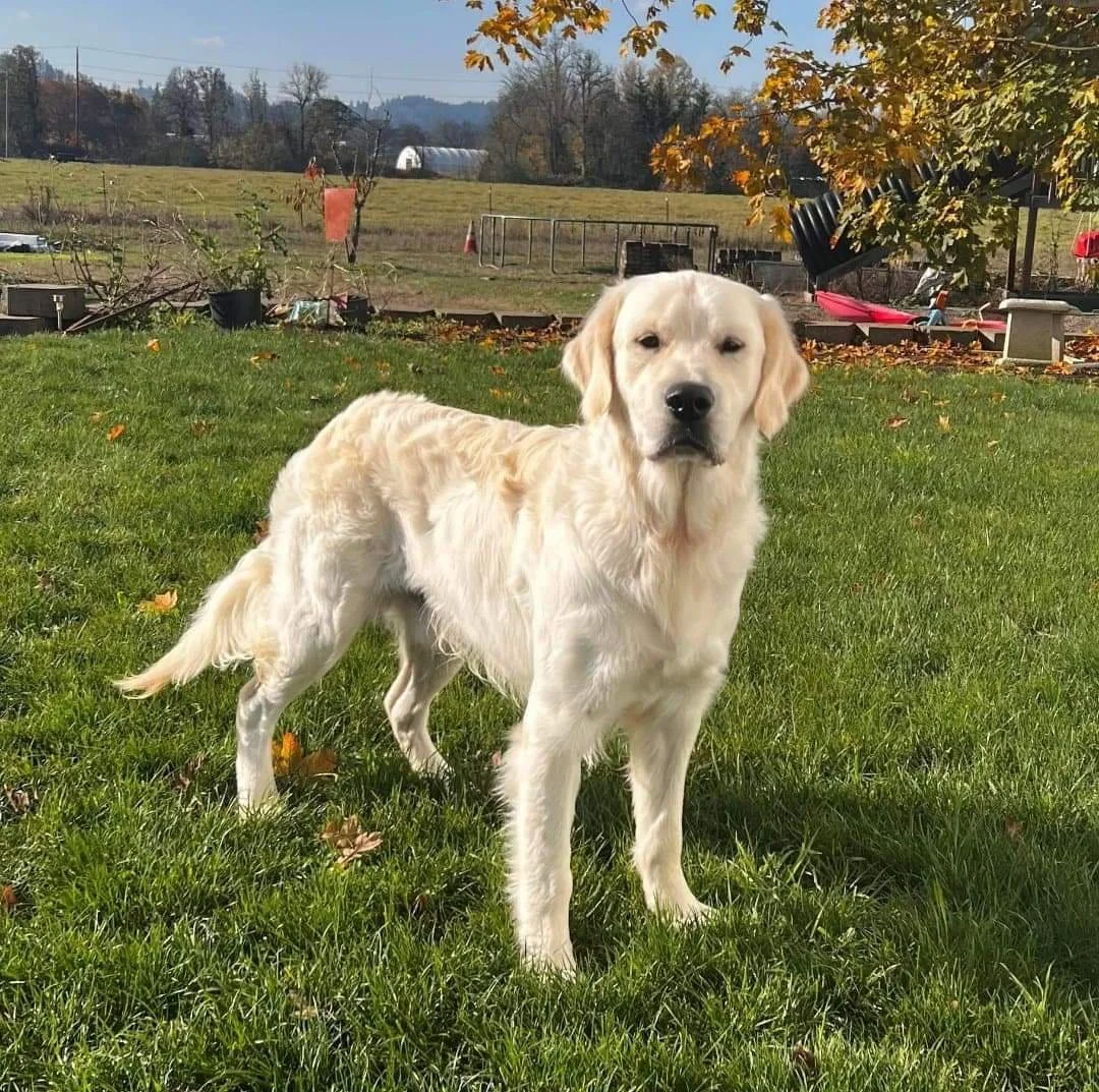 Tesla Fowlers Land stacked Golden Retriever foundation stud imported from Serbia