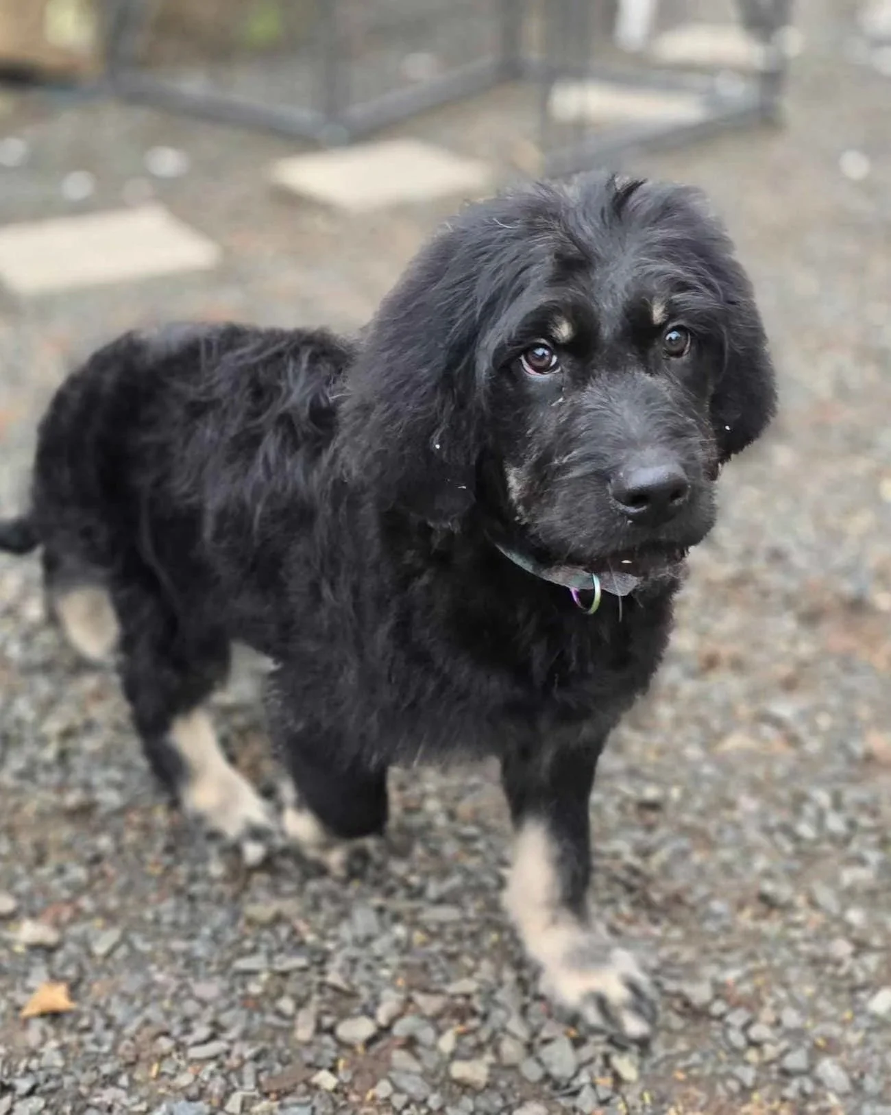 A black puppy with brown markings, also known as a Phantom Goldendoodle, on its paws and eyebrows, looking up on a gravel surface.