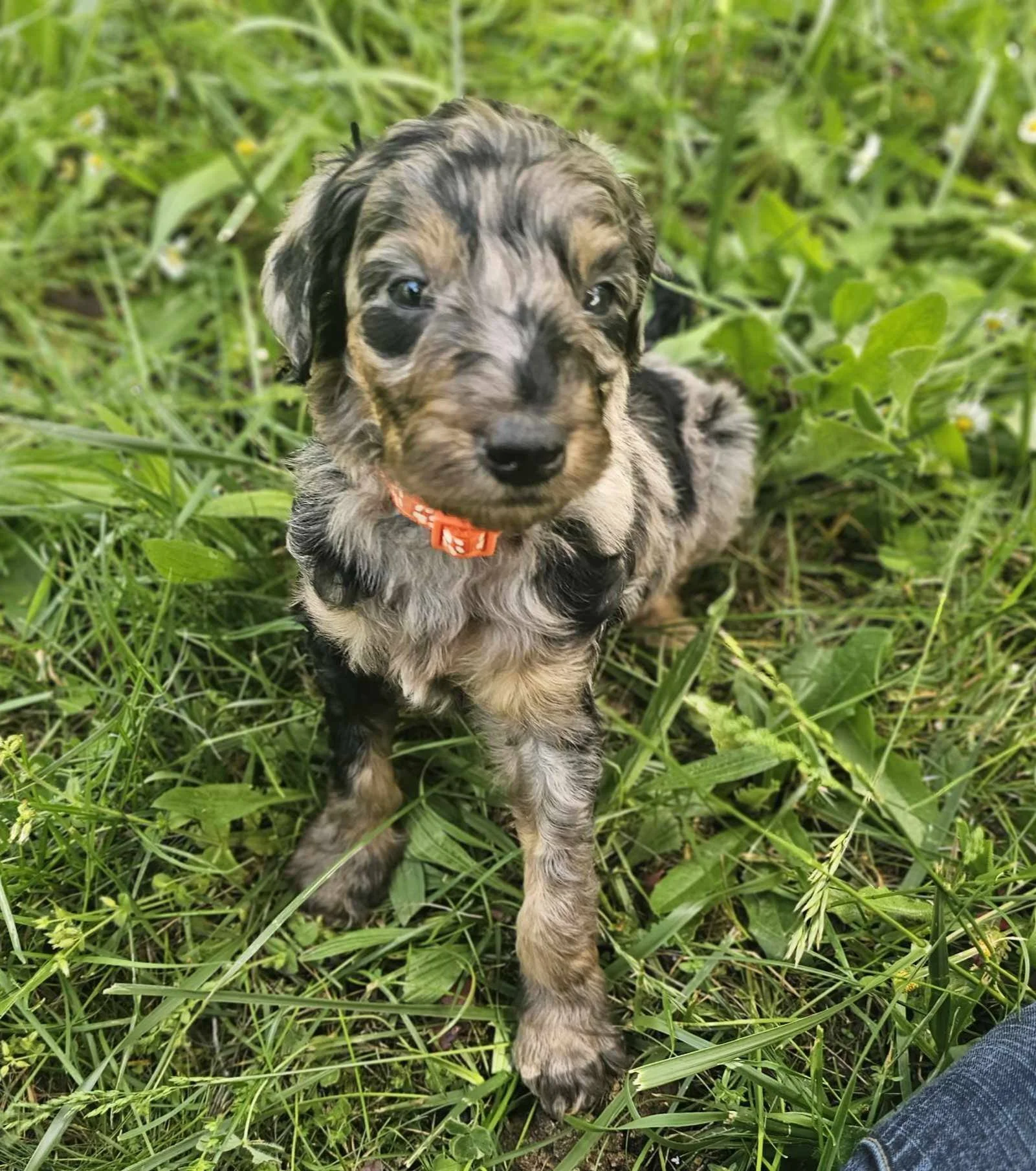 A small merle goldendoodle puppy with a black nose and floppy ears sitting in green grass with small white flowers, wearing an orange collar.
