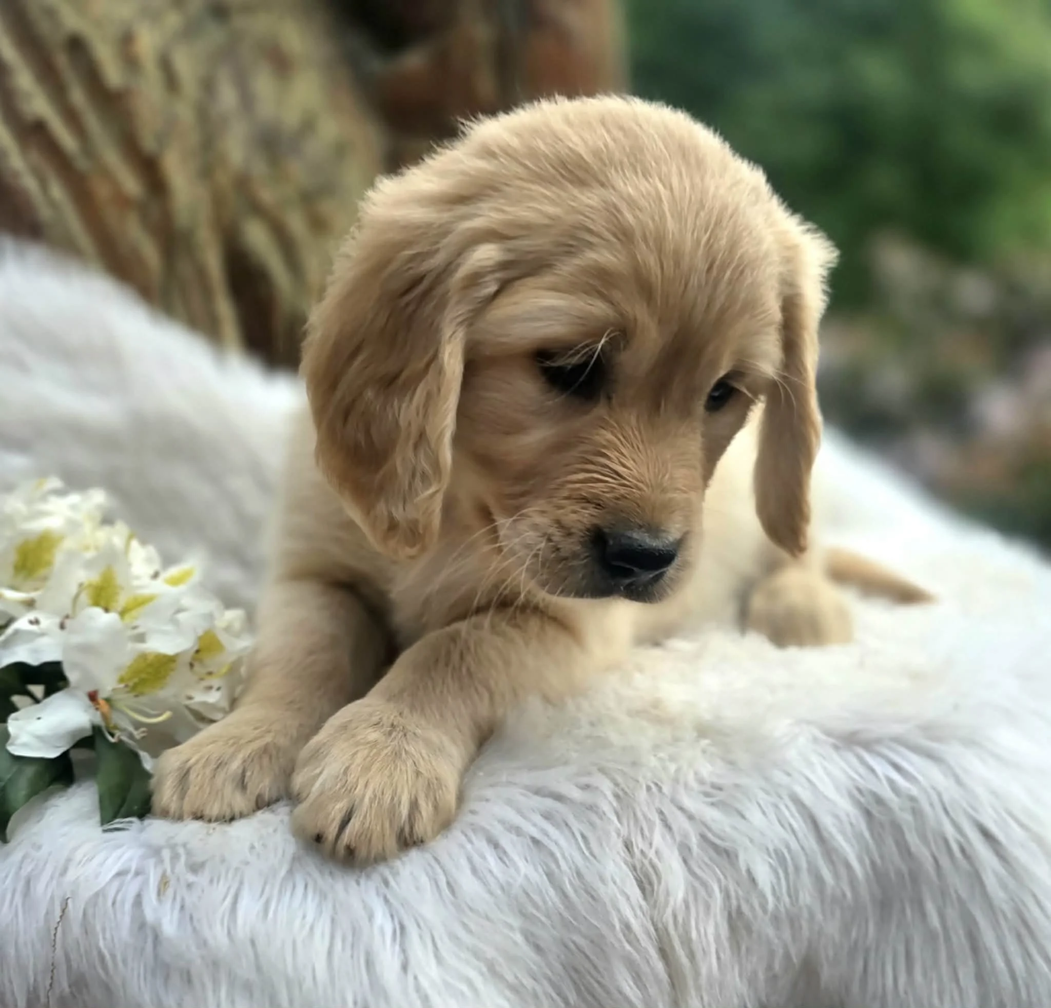 oregon ultra goldendoodle