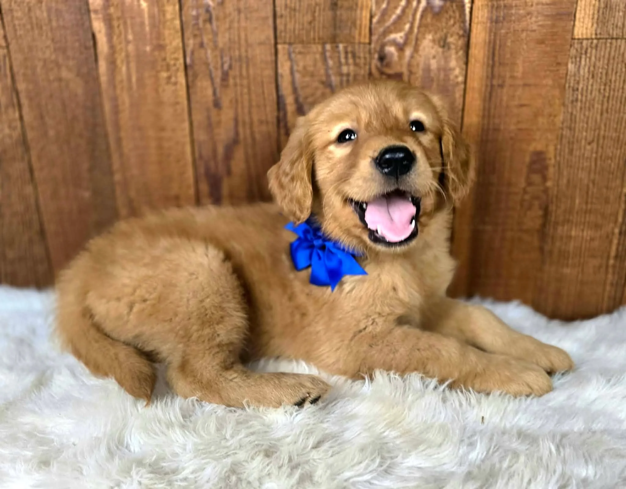 Snarfblatt, a happy AKC Golden Retriever puppy smiling during his photo session at Oregon's Legendary Goldendoodles.