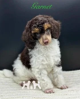 Brown Tri, phantom Parti Mini Poodle Puppy.jpg