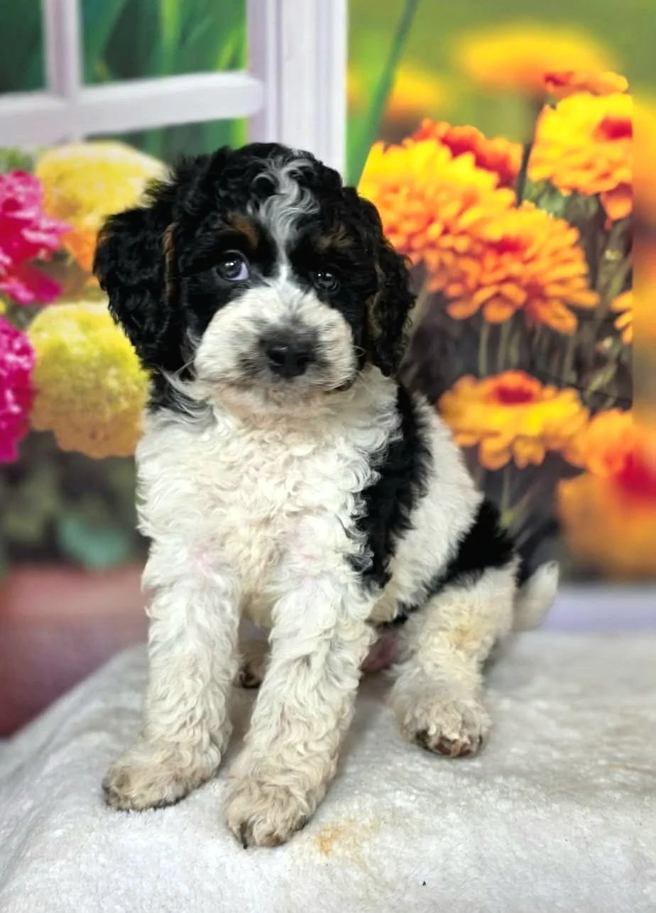 Dragonfly petite Goldendoodle puppy from the Honey and Pippin litter