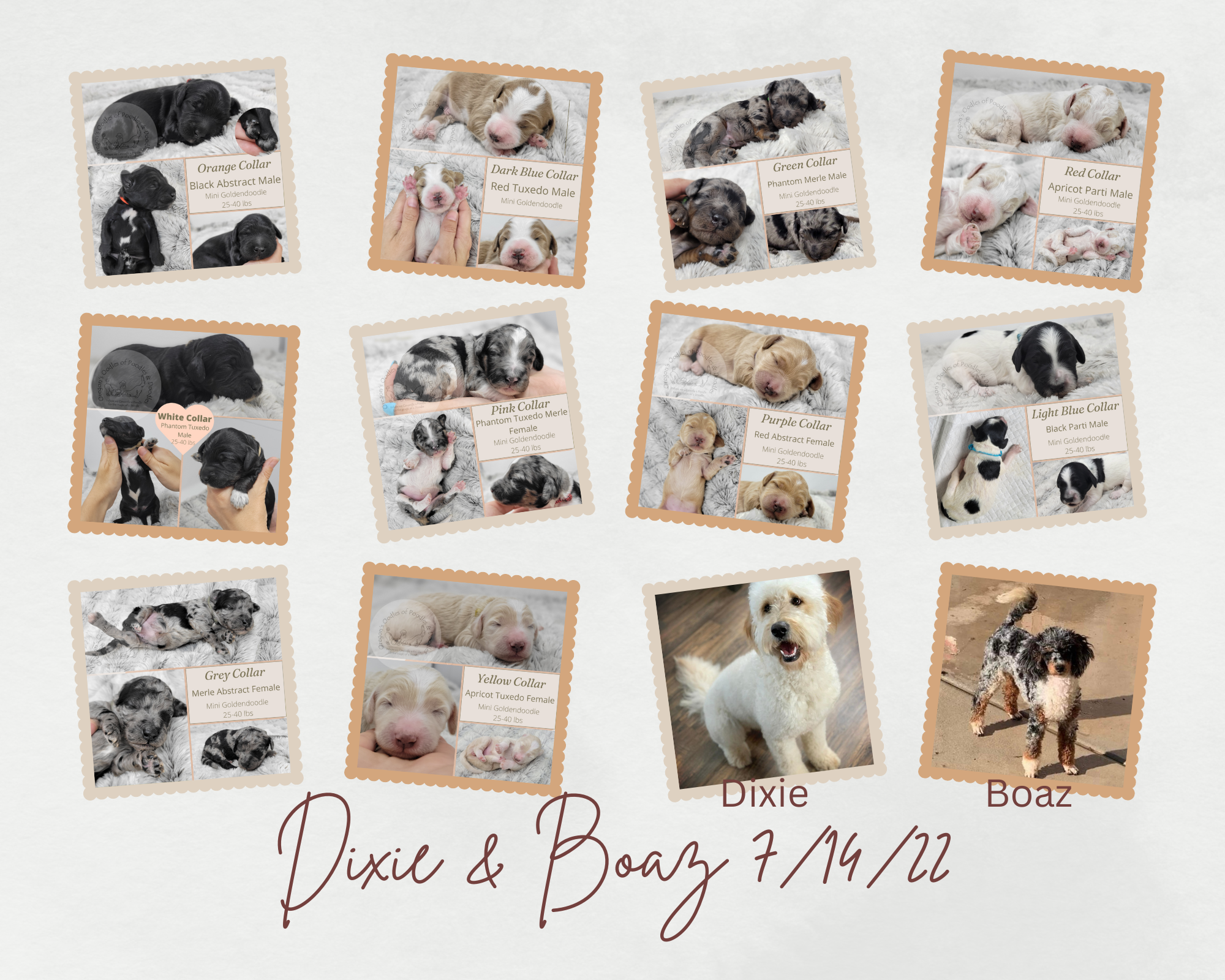 Dixie & Boaz 71422.png