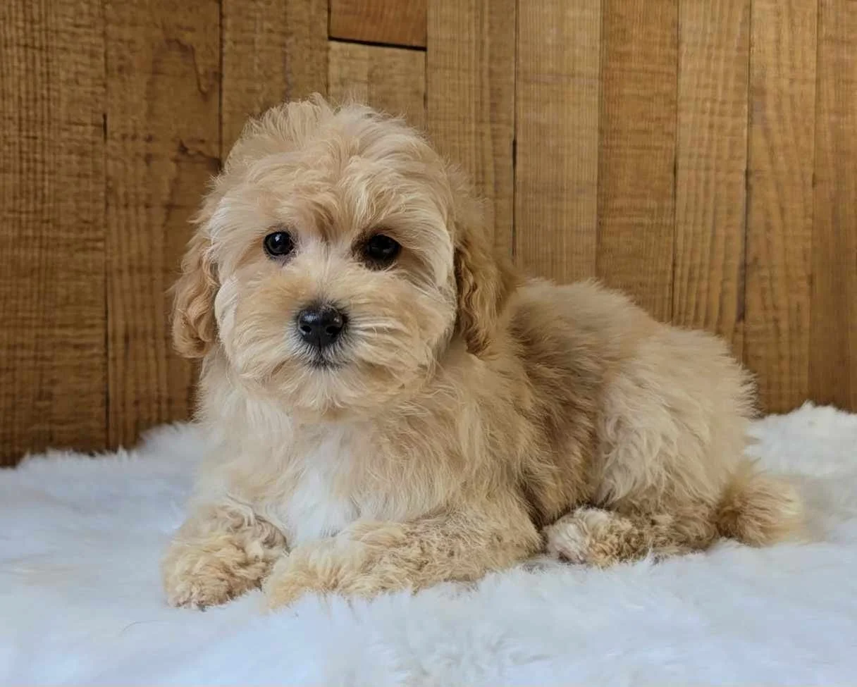 apricot abstract goldendoodle puppy