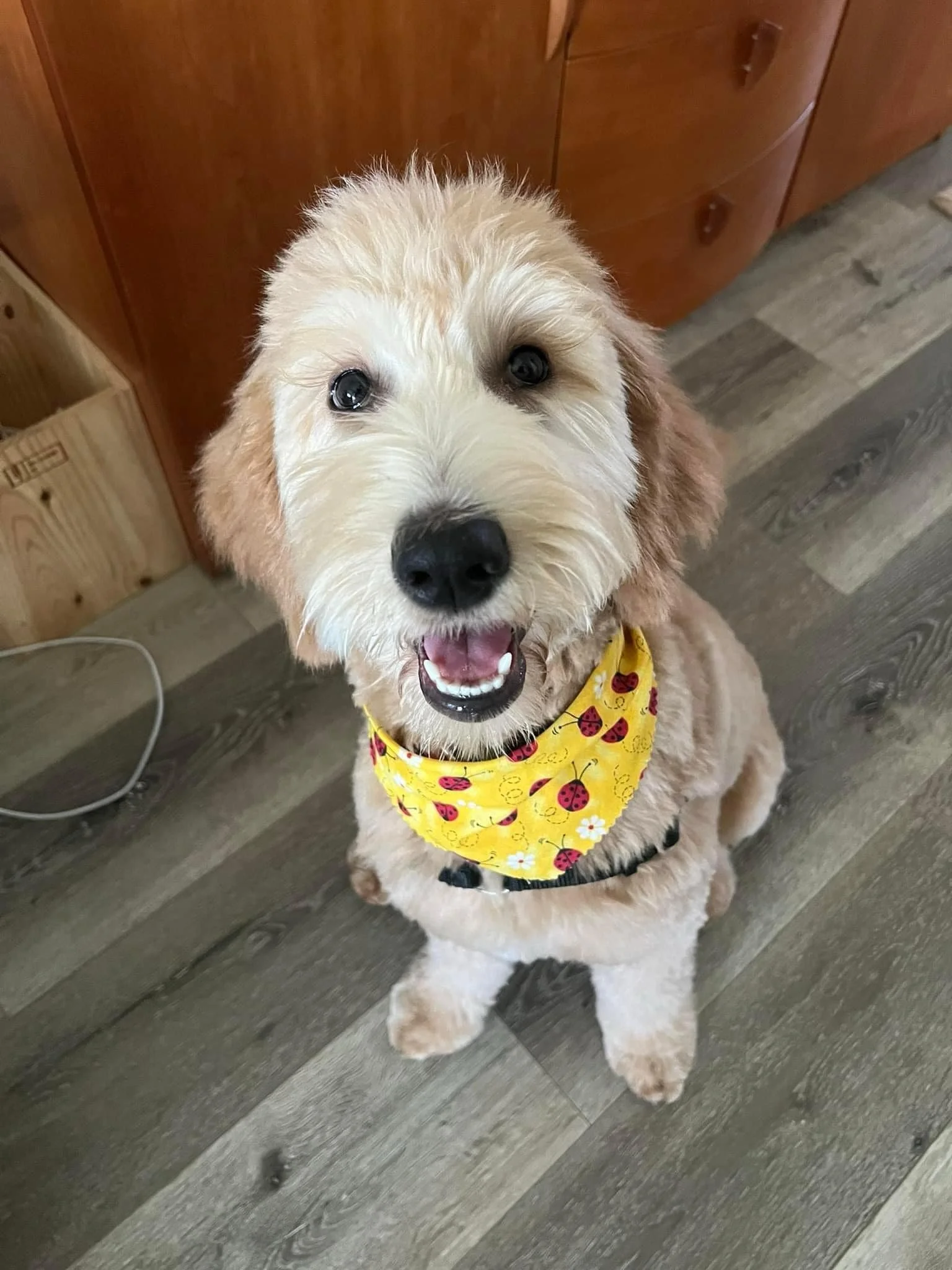 Cute light-colored dog with a yellow bandana featuring ladybugs and daisies, sitting on a wooden floor, looking up and smiling.