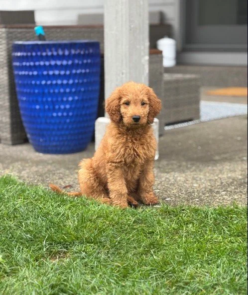 A young, curly-haired, goldendoodle puppy sitting on a grassy area outside a house.