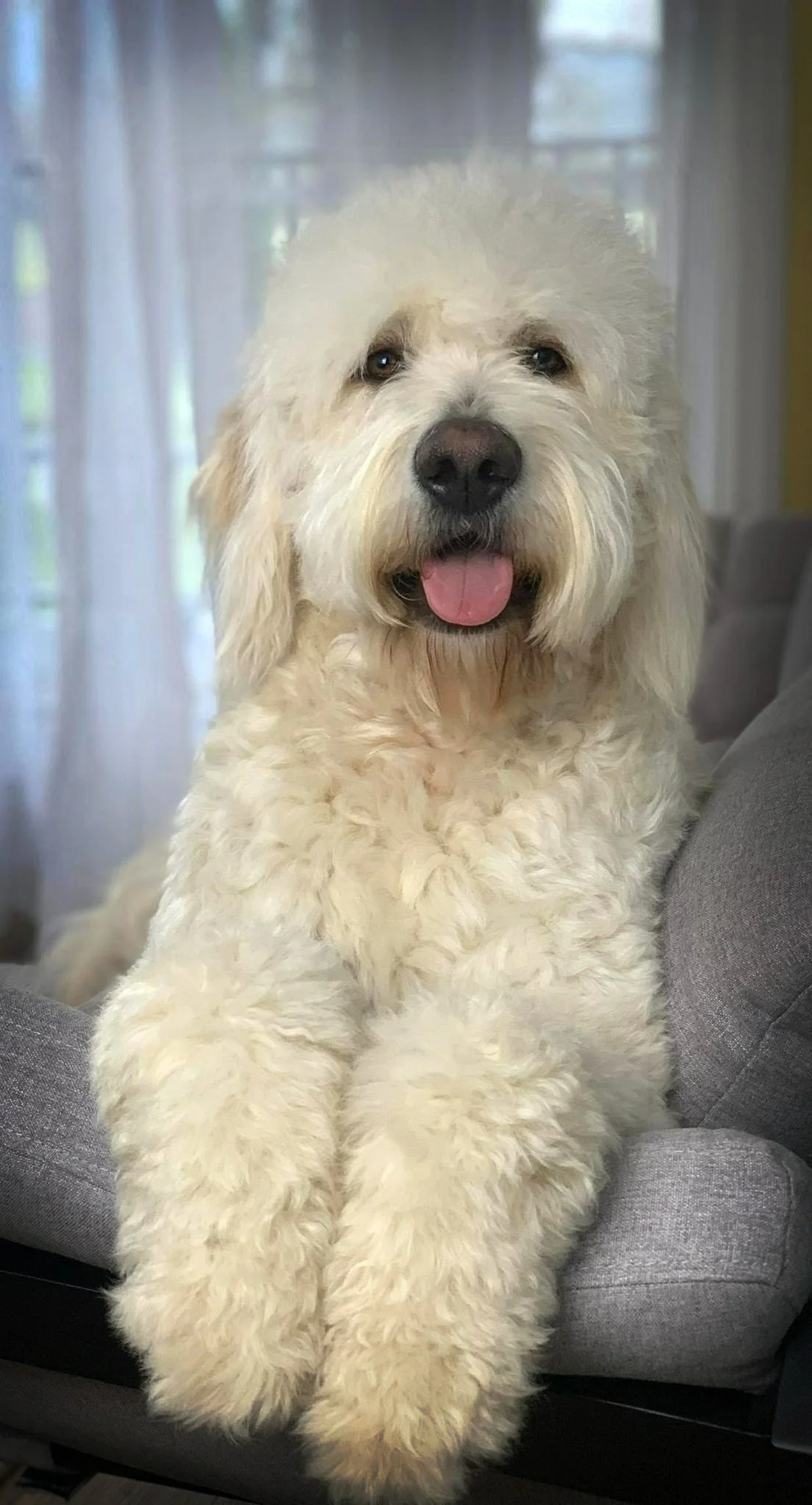 Goldendoodle with a fuller teddy bear style groom illustrating coat volume and facial furnishings.