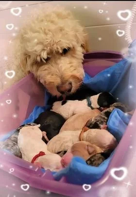 standard goldendoodle mother with newborn puppies Oregon breeder